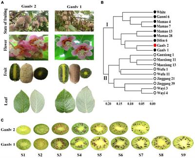 Metabolome and Transcriptome Reveal Novel Formation Mechanism of Early Mature Trait in Kiwifruit (Actinidia eriantha)